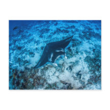Carte postale, Manta ray マ・レ イ