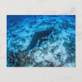 Postal Carte postale, Manta ray マ・レ イ