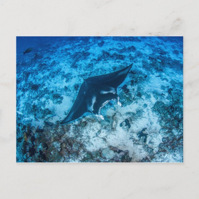 Postal Carte postale, Manta ray マ・レ イ (Anverso)