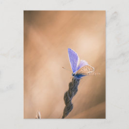 Postal Carte postale papillon Argus bleu