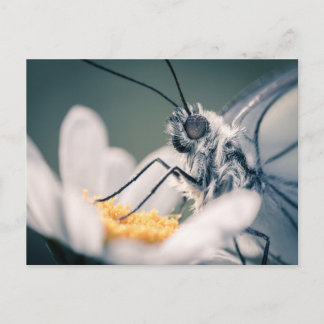 Postal Carte postale papillon Gazé