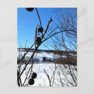 Postal Carte postale paysage Baies d'hiver 