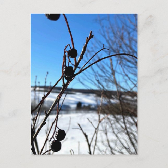 Postal Carte postale paysage Baies d'hiver  (Anverso)