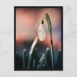 Postal Carte postale Perce Neige