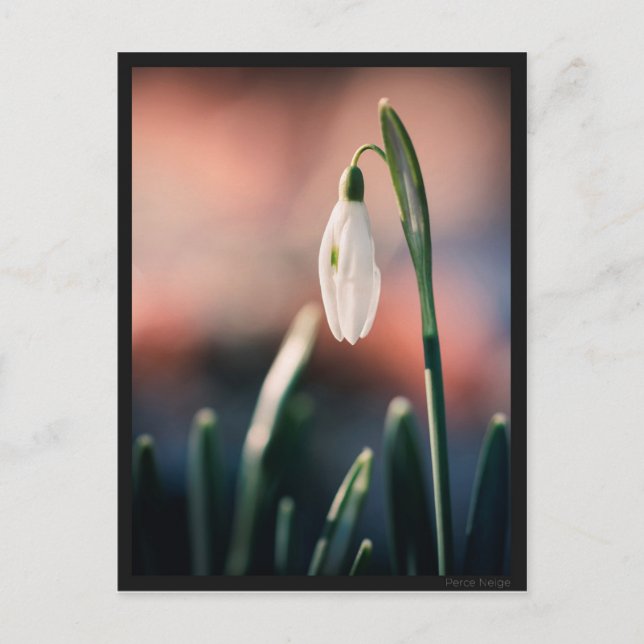 Postal Carte postale Perce Neige (Anverso)