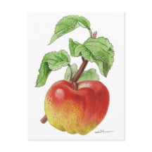 Carte postale " Pomme Jeanne Hardy "