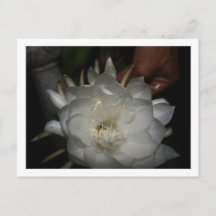 Carte postale, Taille : Carte postale standard, Pa