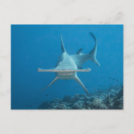 Postal Carte postale, tiburón martillo ハ・マ・ド