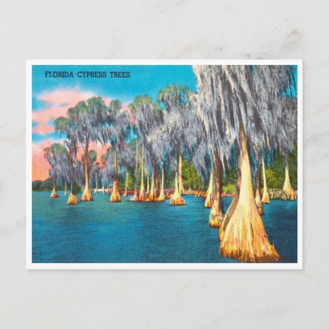 Postal Cartel de viaje de cipreses de la vieja Florida (Anverso)