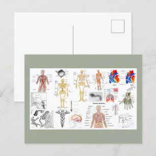 Postal Carteles de Anatomía Humana