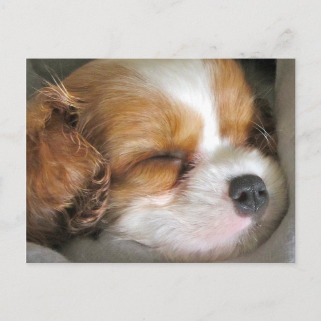 Postal Cartera de la Papelera de Cavalier King Charles Sp (Anverso)