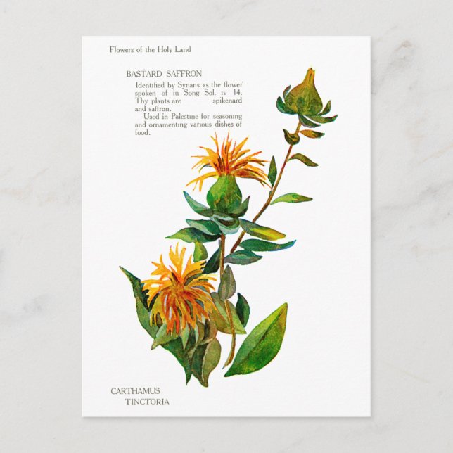 Postal Carthamus Tinctoria (Anverso)