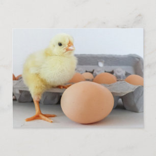 Postal Cartón de pollo y huevo con huevo marrón