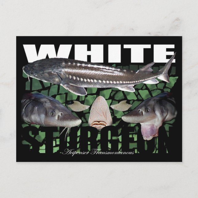 Postal Cartucho-Collage blanco (Anverso)