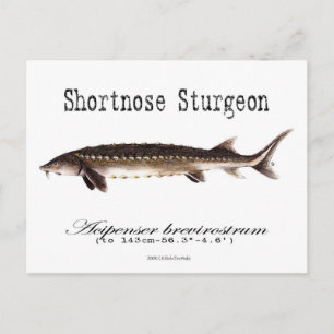Postal Cartucho corto Sturgeon-White-Postcard