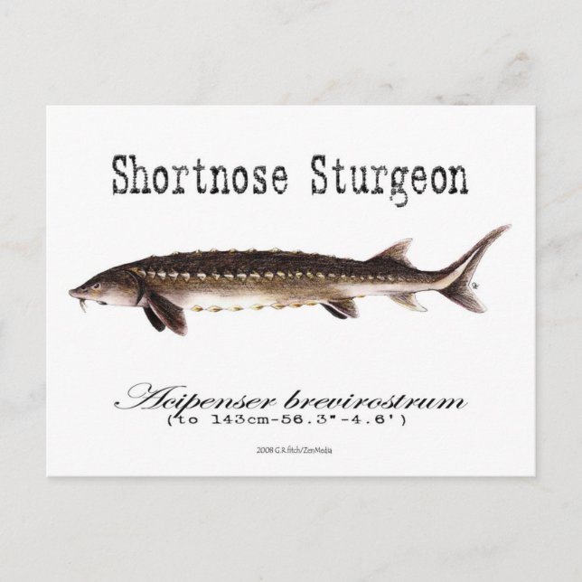 Postal Cartucho corto Sturgeon-White-Postcard (Anverso)