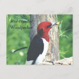 Postal Cartucho rojo , Cartucho carpintero