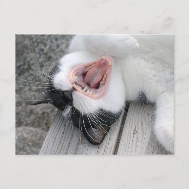 Postal Carulmare Cat Yawn CC0379 (Anverso)