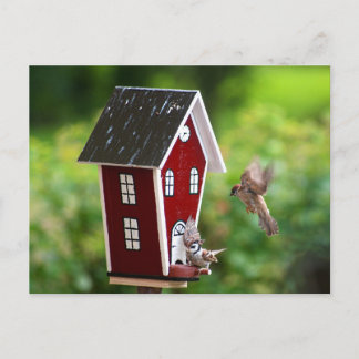 Postal Casa de aves/Fågelhus