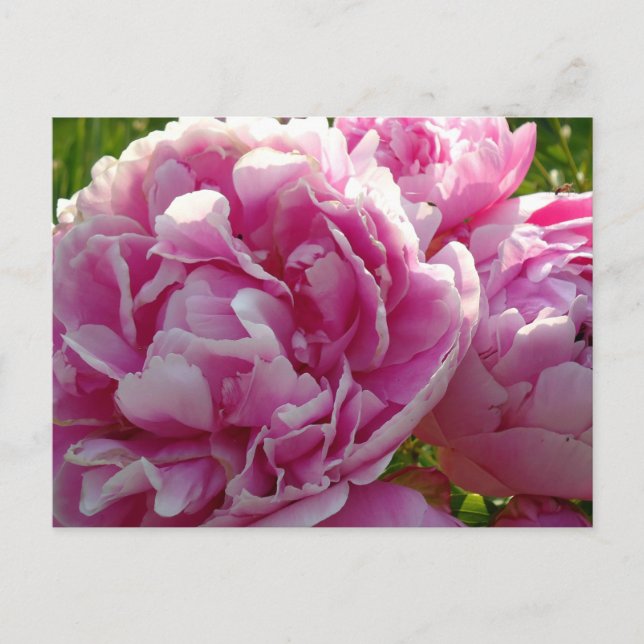 Postal Casa de campo de campo con flores de Pink Peony (Anverso)