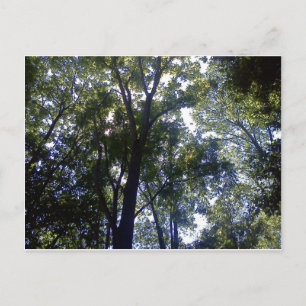 Postal Casa de los Elfos