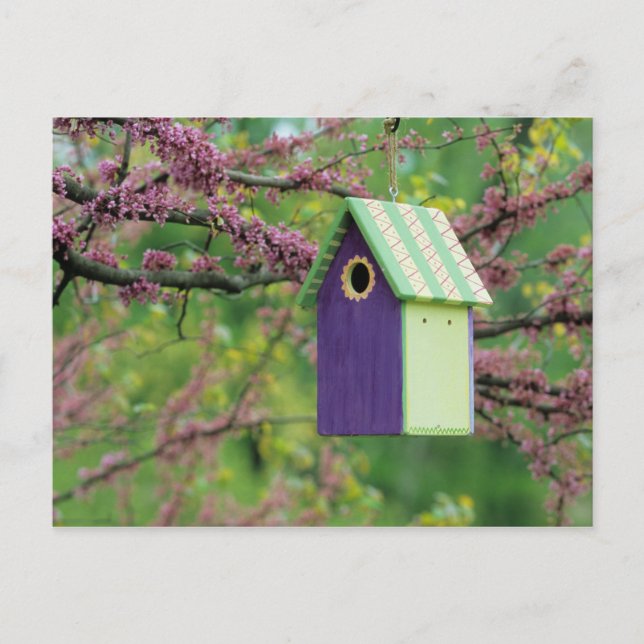 Postal Casa de Pájaros En Un Árbol de Cercis (Anverso)