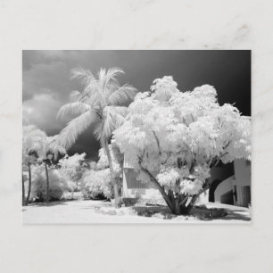 Postal Casa Florida Keys y sus palmeras, Estados Unidos.2