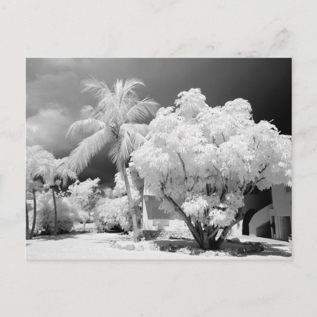 Postal Casa Florida Keys y sus palmeras, Estados Unidos.2 (Anverso)