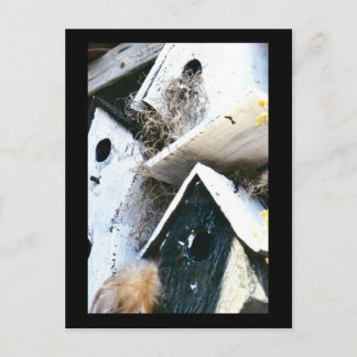 Postal Casas De Aves