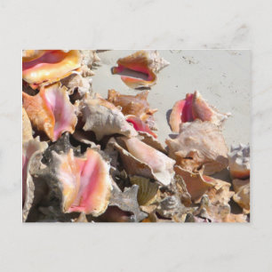 Postal Casas de mar en la playa   Foto de Turcas y Caicos