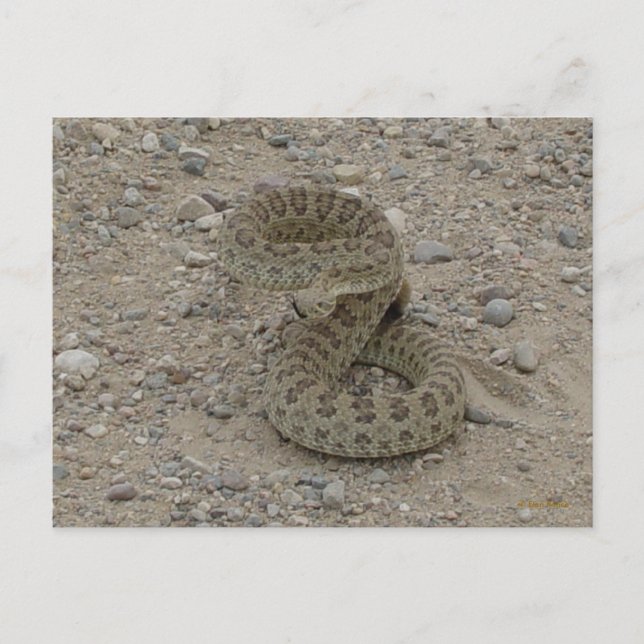 Postal Cascabel de pradera R9 enroscada (Anverso)