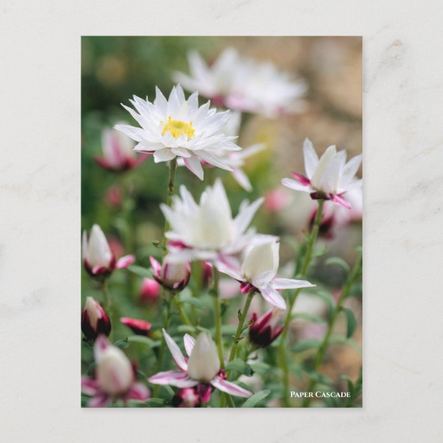 Postal Cascada de papel [postal] (Anverso)