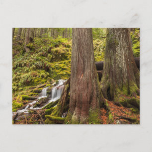Postal Cascada White Branch, Cascadas de Oregon, Oregon