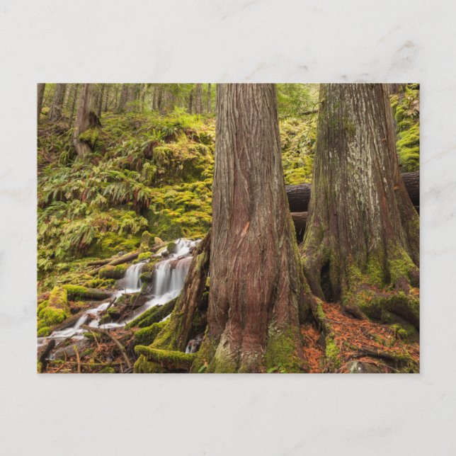 Postal Cascada White Branch, Cascadas de Oregon, Oregon (Anverso)