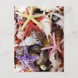 Postal Cáscaras de peces estrella coloridas