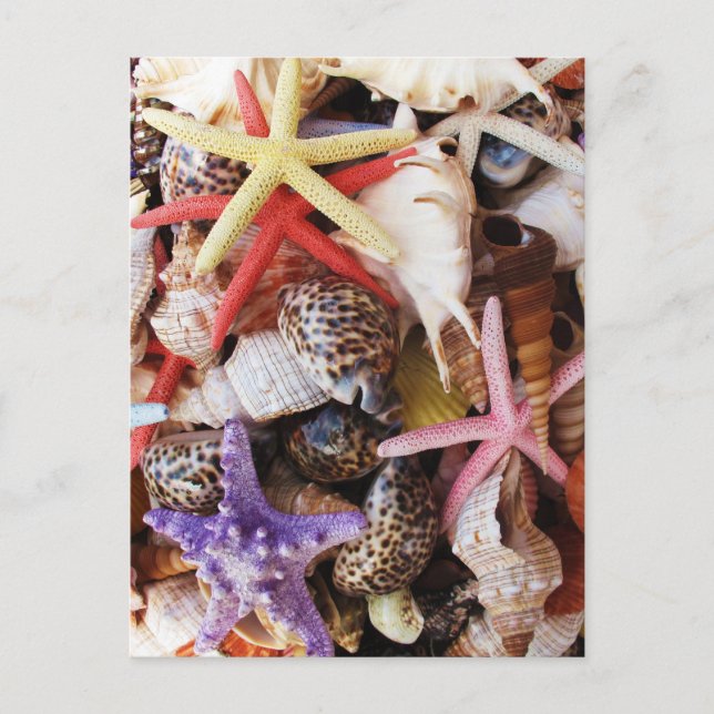 Postal Cáscaras de peces estrella coloridas (Anverso)
