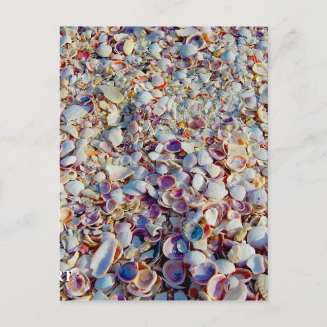 Postal Cáscaras del mar (Anverso)