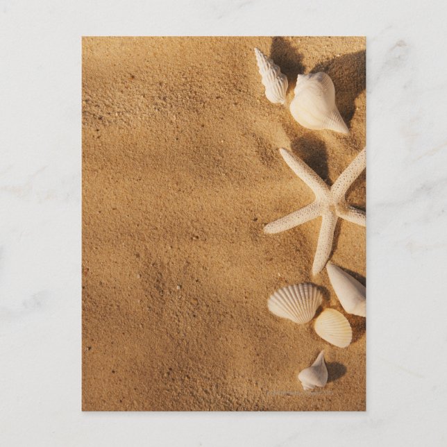 Postal Cáscaras del mar en la arena (Anverso)