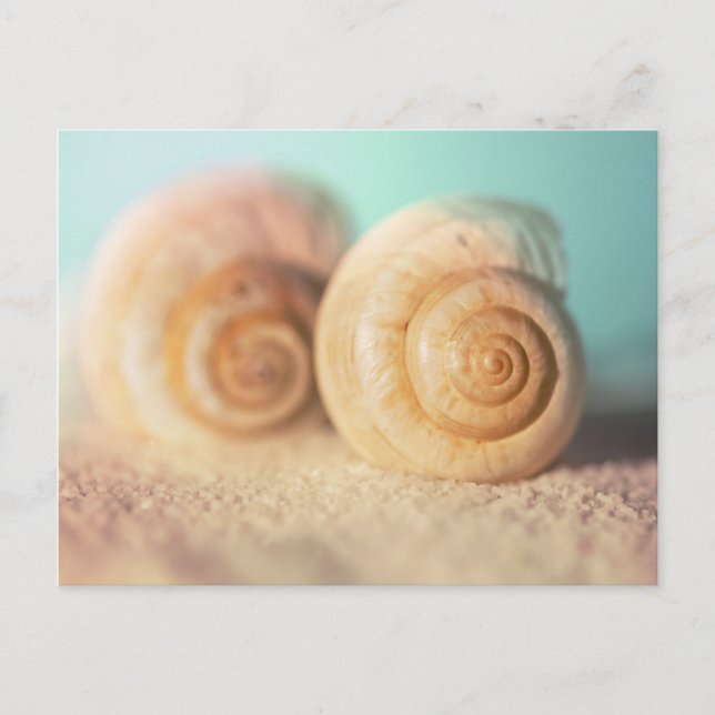 Postal Cáscaras del nautilus en la playa (Anverso)