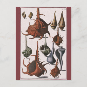 Postal Cascos marinos de época, cáscaras oceánicas Vida m