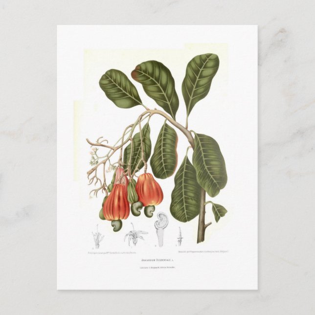 Postal Cashew (Anverso)
