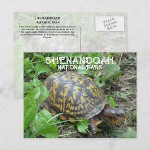 Postal Casilla Turtle Munching Plantain, Shenandoah NP