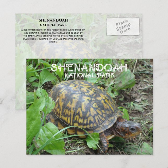 Postal Casilla Turtle Munching Plantain, Shenandoah NP (Anverso / Reverso)