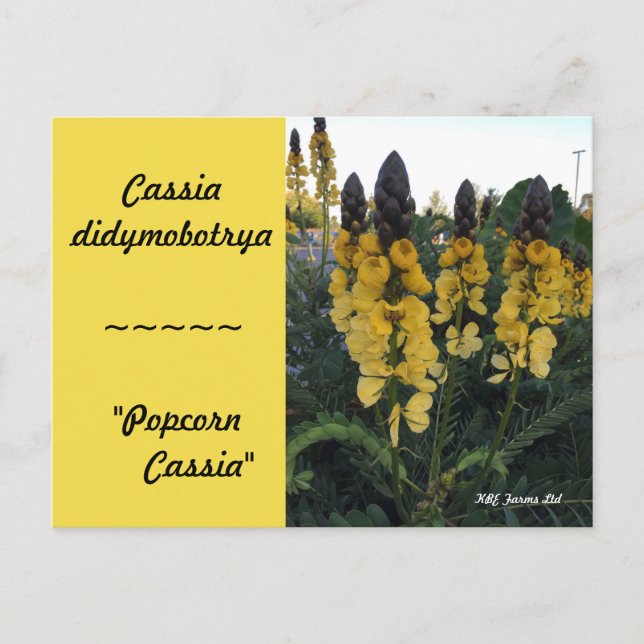 Postal Cassia didymobotrya Botánica "Popcorn Cassia" (Anverso)