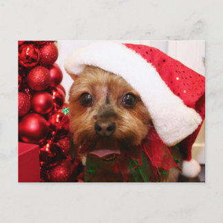 Postal Cassie - Yorkshire Terrier - Scharr