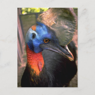 Postal Cassowary