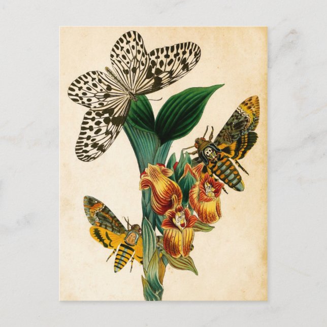 Postal Casta de ninfa de ceilán y poliéster de acherontia (Anverso)