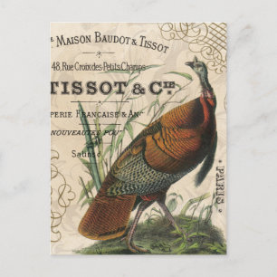 Postal casta vintage moderna pavo silvestre
