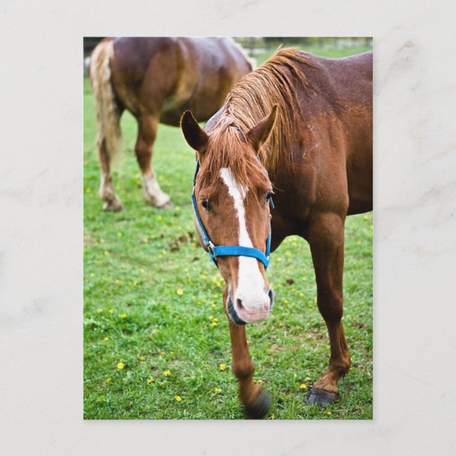 Postal Castaña Mojada (Anverso)