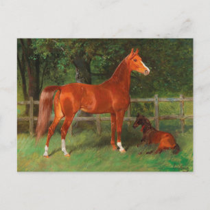 Postal Castaño con potro en la pradera   Hans Haag